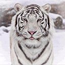 ���� ������., ���������, 50 ��� - ��������� 7 �������� 2017 � ������ ������ ��������