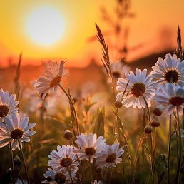 Karina, ������