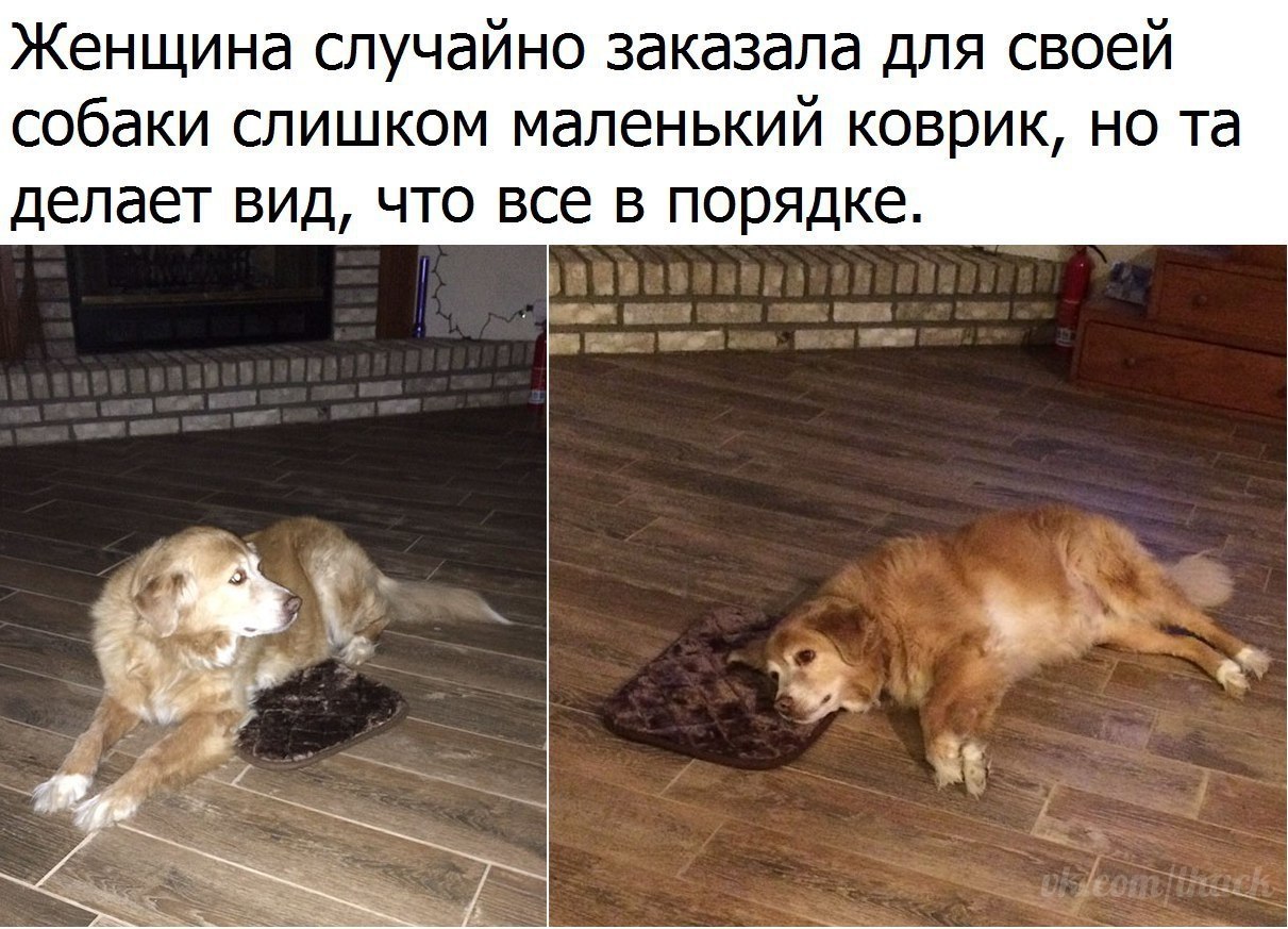  - 11  2017  03:37
