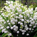  M, , 48  -  14  2017    