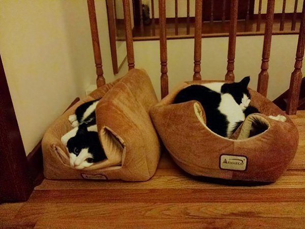 10      =^.^= - 8
