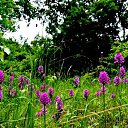  ,  -  7  2017      ۻ