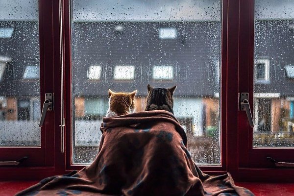   .    Felicity Berkleef.
