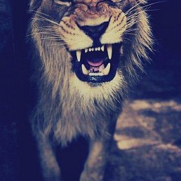 Ree, ���������, 28 ���