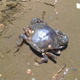 �������, �����������, 48 ���