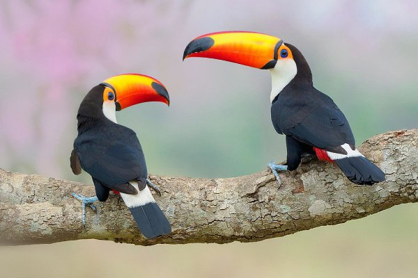    Bird Photographer of the Year 2018. Nature Photographers Ltd  ...