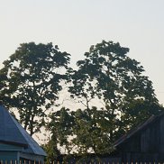 �����, 37 ���, �����-���������