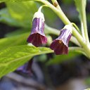 ���� �������, ���������, 54 ���� - ��������� 2 ������ 2018 � ������ ���� ����������