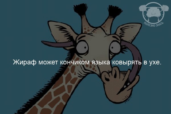 =Fox= - 4  2018  04:24
