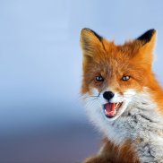 ������, 42 ����, �����-���������