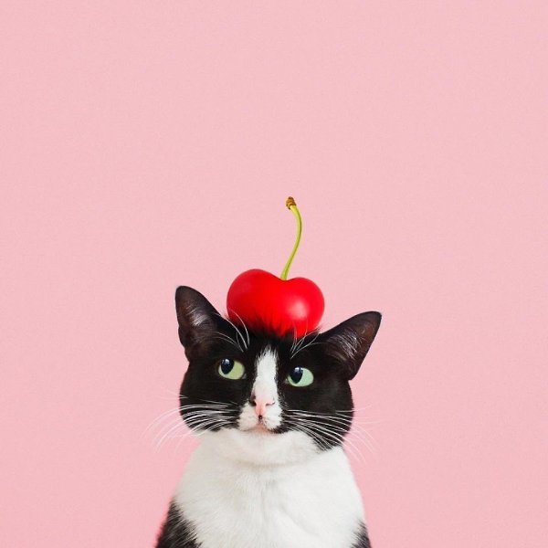 Это Принцесса Чито. Ее профиль в Инстаграме (princesscheeto) круче, чем у большинства ... - 2