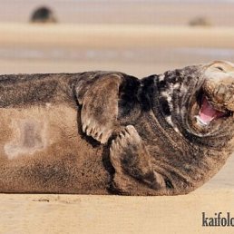 ���� Vasissyal, �������, 65 ��� - ��������� 15 ���� 2018