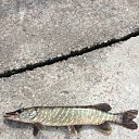 ���� �����, �����-���������, 38 ��� - ��������� 18 ��� 2018 � ������ ���� ����������