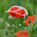 ���� Rosa, ��� - ��������� 2 ��� 2018 � ������ �****�
