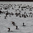  , , 60  -  1  2018    ,2017