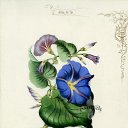 ����� �� ������� ���� ����������