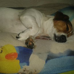 �������, �����������, 68 ���