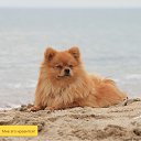 ���� �������, ������, 54 ���� - ��������� 15 ��� 2018 � ������ ������ ��������