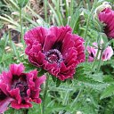 ���� Rosa, ��� - ��������� 2 ��� 2018 � ������ �****�