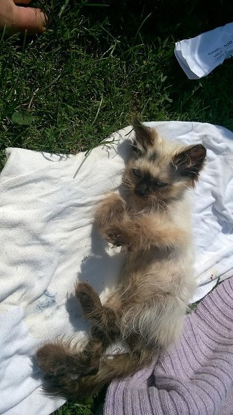 #Безкота_добро.Раз тут уже заговорили о гималайских)Котю нашли на мусорке. У месячного котенка было ...