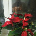 ���� �����, ���������, 56 ��� - ��������� 16 ��� 2018 � ������ ���������� ������
