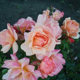 ���� ������, ����, 44 ���� - ��������� 27 ���� 2018