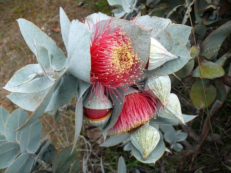  /eucalyptus macrocarpa - 2