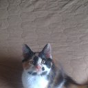  Jiurij, , 62  -  14  2017    