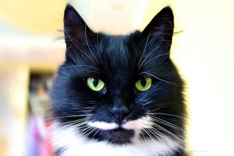 Белые усы у кошек. Кот с белыми усами. Черный котенок с белыми усами. Котик с усами. Черный кот с белыми усами