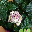 ���� ��������, �����, 60 ��� - ��������� 1 ���� 2018 � ������ ���� ����ۻ