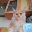 ������� ����������� ��������� ������ ����-��� �.89057429907 http://meincoon-cat.ru 
17.000� �������� "Bast-moon"������-
14 ������� �������� ������������� ������ ����-��� #������� #������������� #����������������� #MaineCoon �� ������� �����-��� ������ �� ��������� ������