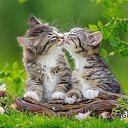 ���� �������, ��������� - ��������� 24 ������� 2018 � ������ ���� ����������