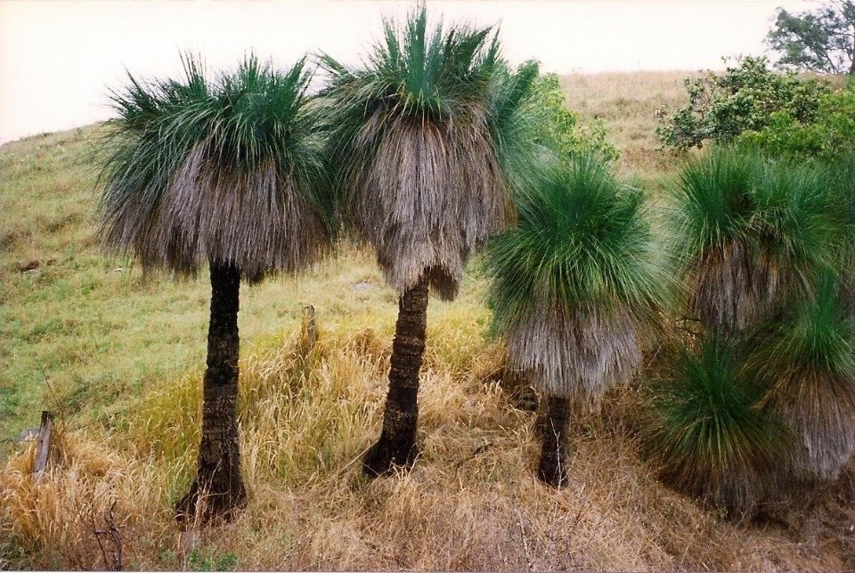 �������� ������ ���������� (Xanthorrhoea Grass Trees). ��� ������� ���������� �������� ������� ... - 16