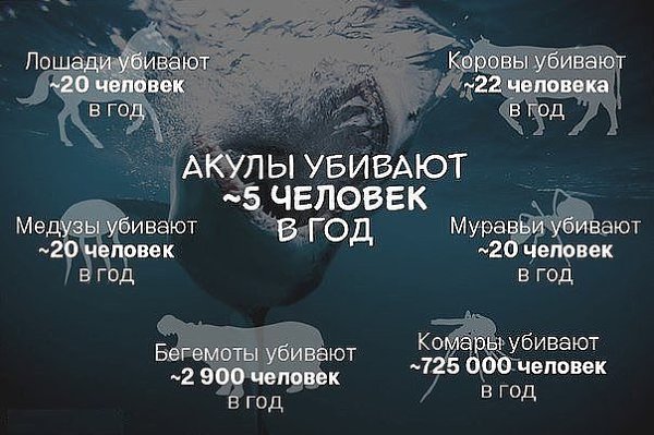 А ведь акул считают кровожадными!