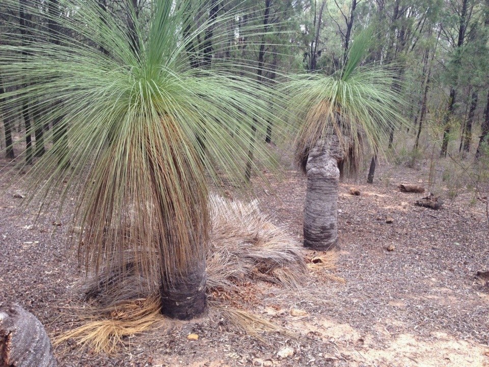 �������� ������ ���������� (Xanthorrhoea Grass Trees). ��� ������� ���������� �������� ������� ... - 12