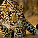 ���� Leo, �������, 22 ���� - ��������� 28 ������ 2018 � ������ ���� ����������
