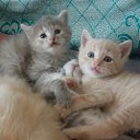 ���� ������, ���� - ��������� 11 ��� 2018 � ������ ���� ����������