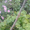 �������� "�����" �� ������� �������