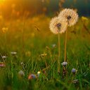 ���� �����, �����, 56 ��� - ��������� 11 ���� 2018 � ������ ������ ��������