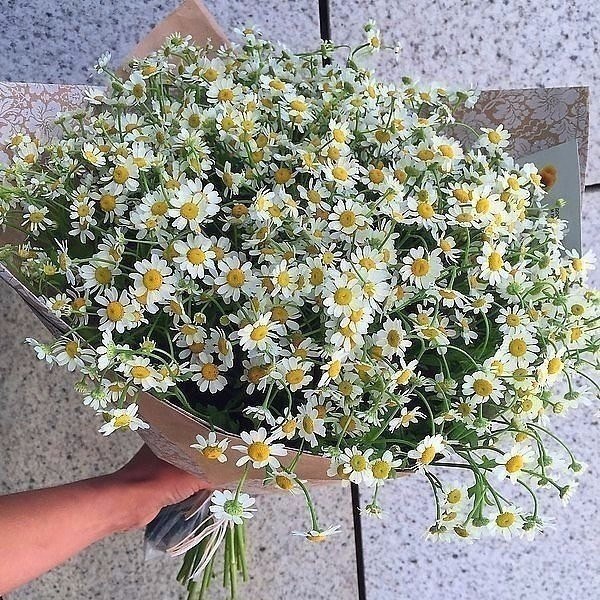 Говорят, что у людей, которые любят ромашки, добрая душа... - 7