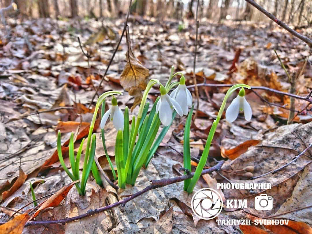 Snowdrops hdr #snowdrops #flowers #spring #nature #snowdropsloves #snowdrop #wedding ...