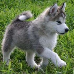 ���� ������ ��������, �����, 43 ���� - ��������� 10 ������� 2017