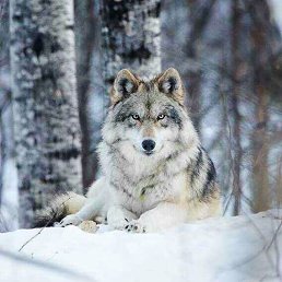 ���� ������, ������ - ��������� 1 ������� 2017