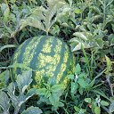 ���� �����, ��������� - ��������� 18 ������� 2018 � ������ ���� ����������