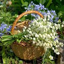 ���� �����, �����-���������, 61 ��� - ��������� 11 ���� 2018 � ������ ������ ��������