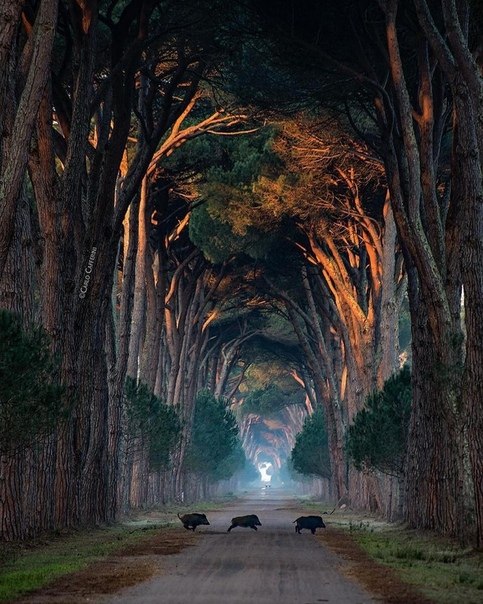 Natural Park Migliarino San Rossore, Pisa, Italy.