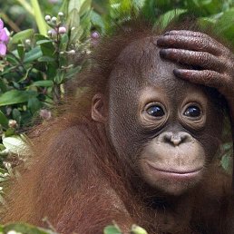 ���� ������, �������-����������, 65 ��� - ��������� 7 ������� 2018