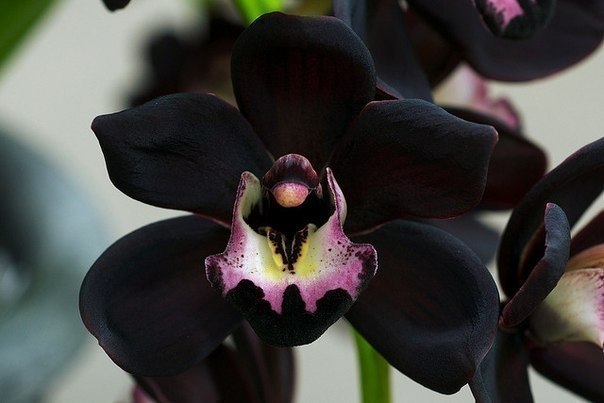    -    Cymbidium Kiwi Midnight.