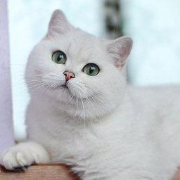 ���� Alyonouchka..., ����� - ��������� 25 ������ 2018