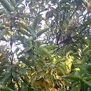 ���� �����, �������, 61 ��� - ��������� 26 ������� 2017 � ������ ���� ����������